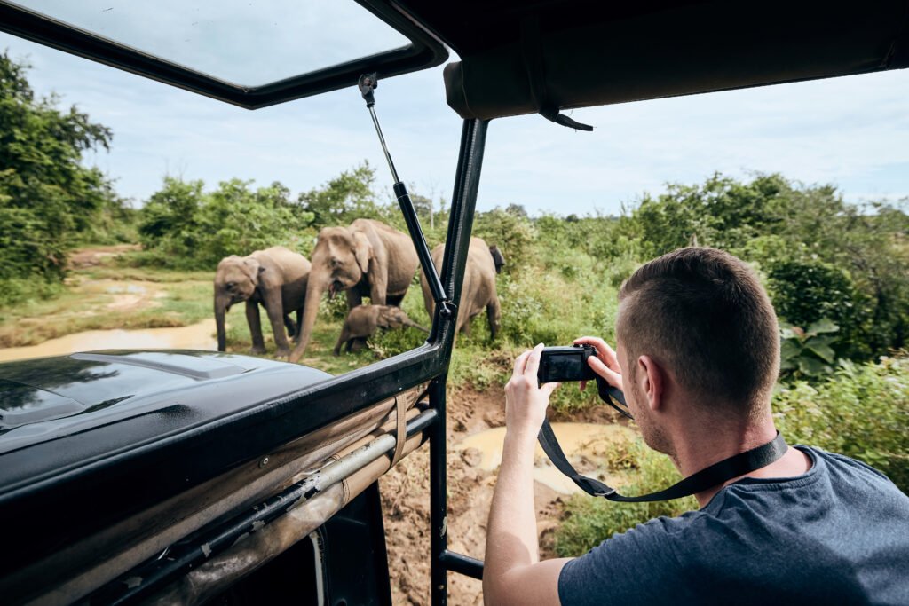 Elephants grazing at Udawalawe National Park