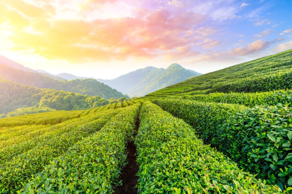 Green tea plantations against a blue sky in Nuwara Eliya